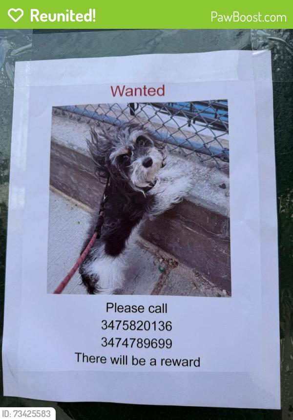 Reunited Female Dog last seen Keyfood, The Bronx, NY 10461