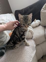 Found/Stray Male Cat last seen Lime Square. Openshaw M11, Openshaw, England M11 1QF