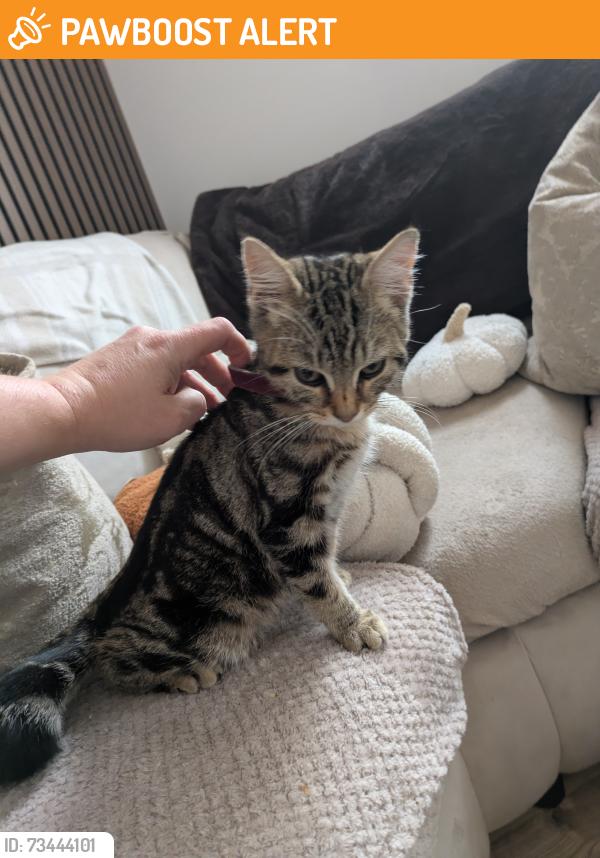 Found/Stray Male Cat last seen Lime Square. Openshaw M11, Openshaw, England M11 1QF