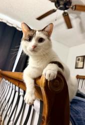Lost Male Cat last seen Dunlap & 35th Avenue, Phoenix, AZ 85051