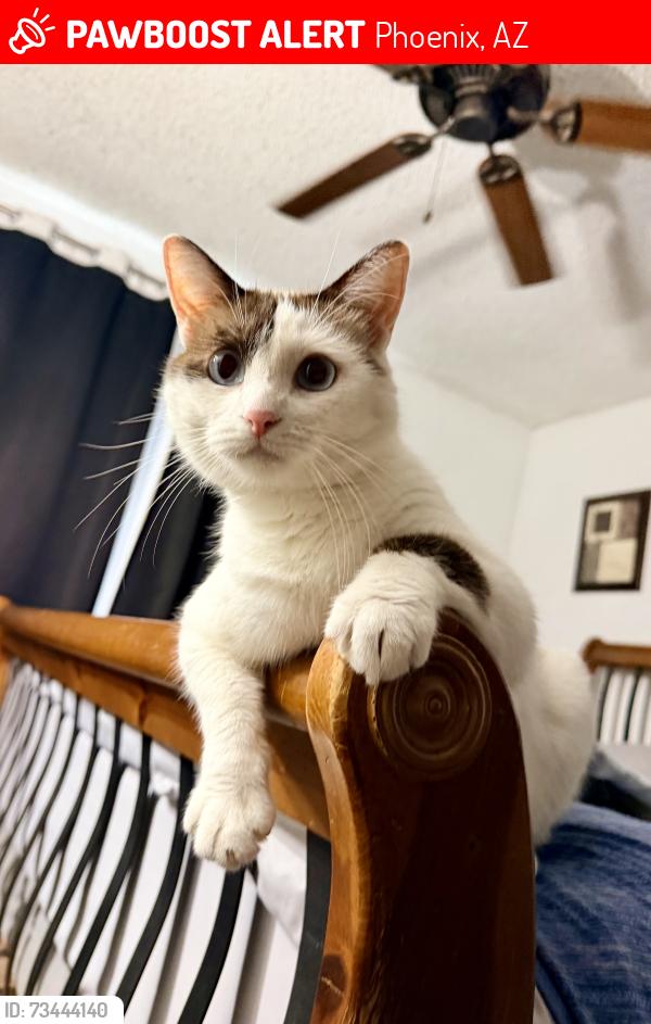 Lost Male Cat last seen Dunlap & 35th Avenue, Phoenix, AZ 85051