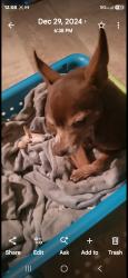 Reunited Female Dog last seen Van buren and marion, Las Vegas, NV 89110