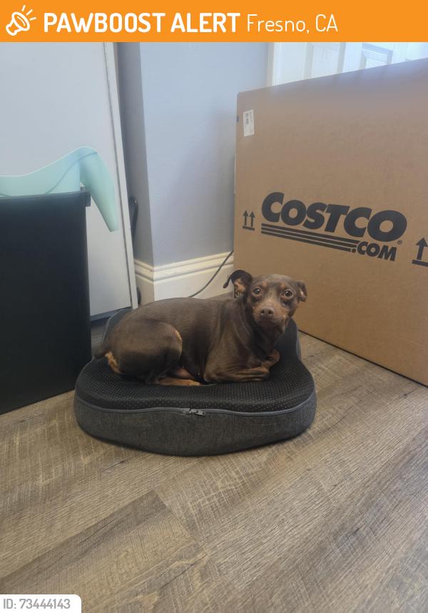 Found/Stray Male Dog last seen Gettysburg and first, Fresno, CA 93726