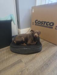 Found/Stray Male Dog last seen Gettysburg and first, Fresno, CA 93726