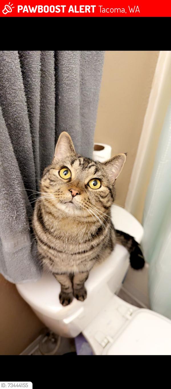 Lost Male Cat last seen Portland ave and 38th st, Tacoma, WA 98404