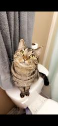Lost Male Cat last seen Portland ave and 38th st, Tacoma, WA 98404
