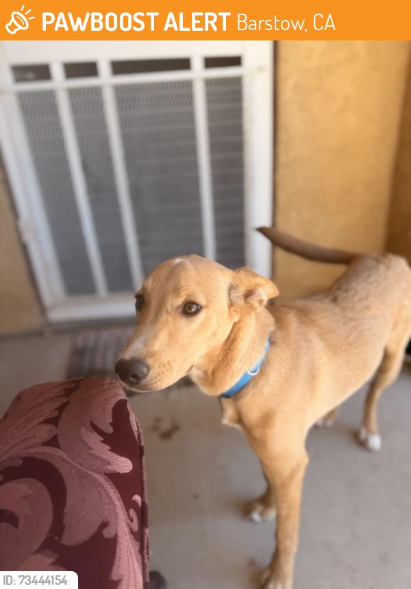 Found/Stray Female Dog last seen tower ave, Barstow, CA 92311