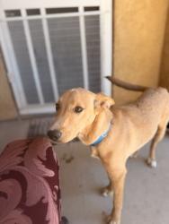 Found/Stray Female Dog last seen tower ave, Barstow, CA 92311