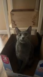 Lost Female Cat last seen Watermark, Auburn, WA 98001