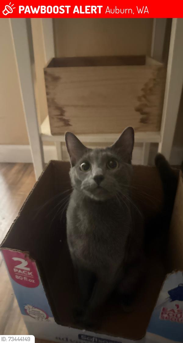 Lost Female Cat last seen Watermark, Auburn, WA 98001