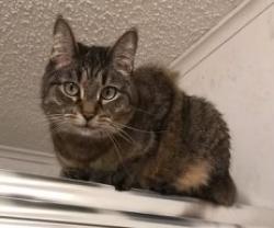Lost Female Cat last seen Pineview Drive off of S Kentucky, Country Village Mobile Home Park, Orange City, FL 32763, Orange City, FL 32763