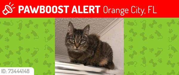 Lost Female Cat last seen Pineview Drive off of S Kentucky, Country Village Mobile Home Park, Orange City, FL 32763, Orange City, FL 32763