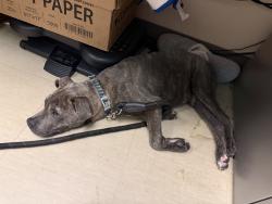 Found/Stray Male Dog last seen With staff at the Huntsville VA clinic, Huntsville, AL 35805