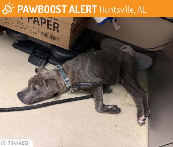 Found/Stray Male Dog last seen With staff at the Huntsville VA clinic, Huntsville, AL 35805