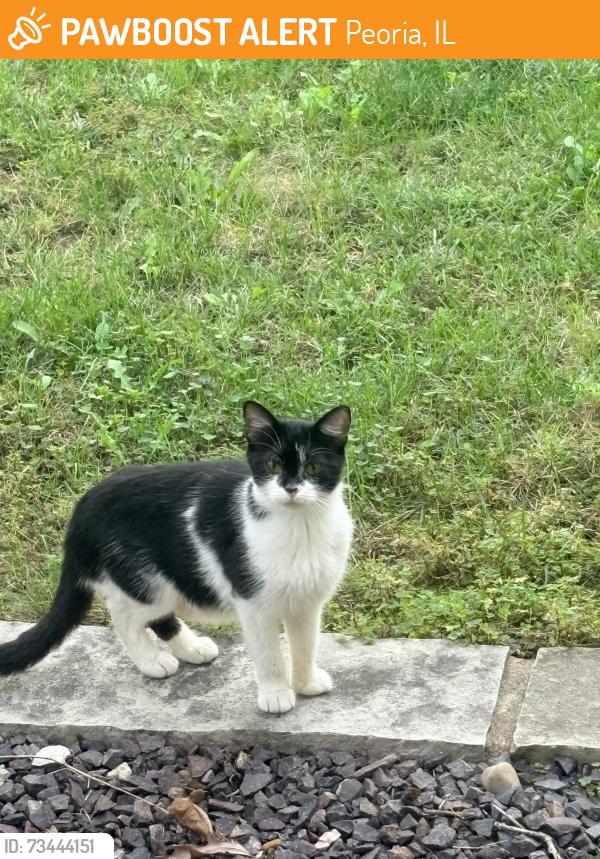 Found/Stray Unknown Cat last seen Sherbrook/ Hidden lane Peoria il, Peoria, IL 61614