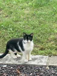Found/Stray Unknown Cat last seen Sherbrook/ Hidden lane Peoria il, Peoria, IL 61614