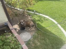 Found/Stray Male Dog last seen Rockford Ave highland ca, Highland, CA 92346