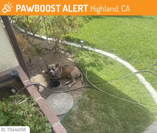 Found/Stray Male Dog last seen Rockford Ave highland ca, Highland, CA 92346