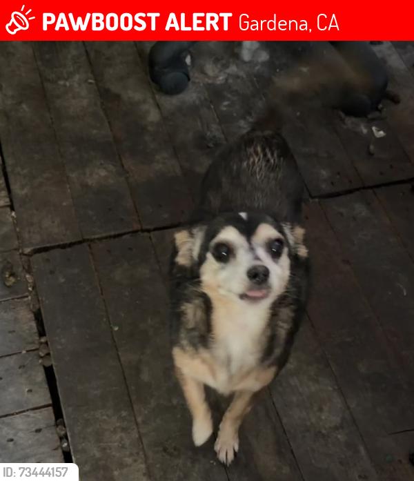 Lost Female Dog last seen Redondo Beach Blvd and Figueroa or Redondo Beach Blvd and Broadway, Gardena, CA 90248