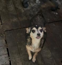 Lost Female Dog last seen Redondo Beach Blvd and Figueroa or Redondo Beach Blvd and Broadway, Gardena, CA 90248