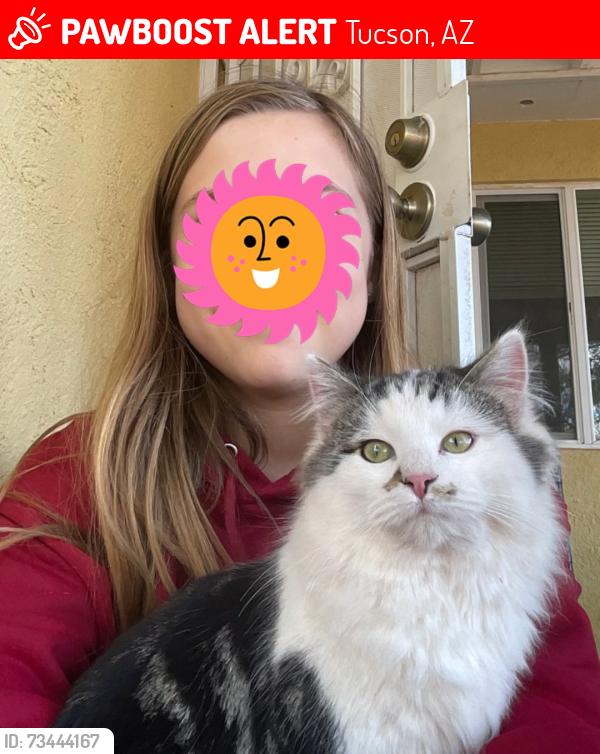 Lost Female Cat last seen Park rd, Tucson, AZ 85735