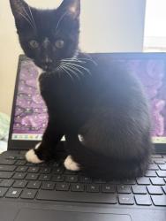 Lost Female Cat last seen Small park area and bridge, Greater London, England 