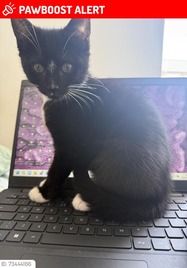 Lost Female Cat last seen Small park area and bridge, Greater London, England 