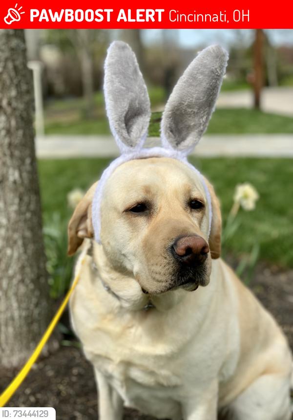 Lost Female Dog last seen Kroger and Stanley Ave, Cincinnati, OH 45226
