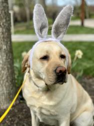 Lost Female Dog last seen Kroger and Stanley Ave, Cincinnati, OH 45226