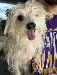 Reunited Female Dog last seen 83rd Ave and Missouri, Glendale, AZ 85305