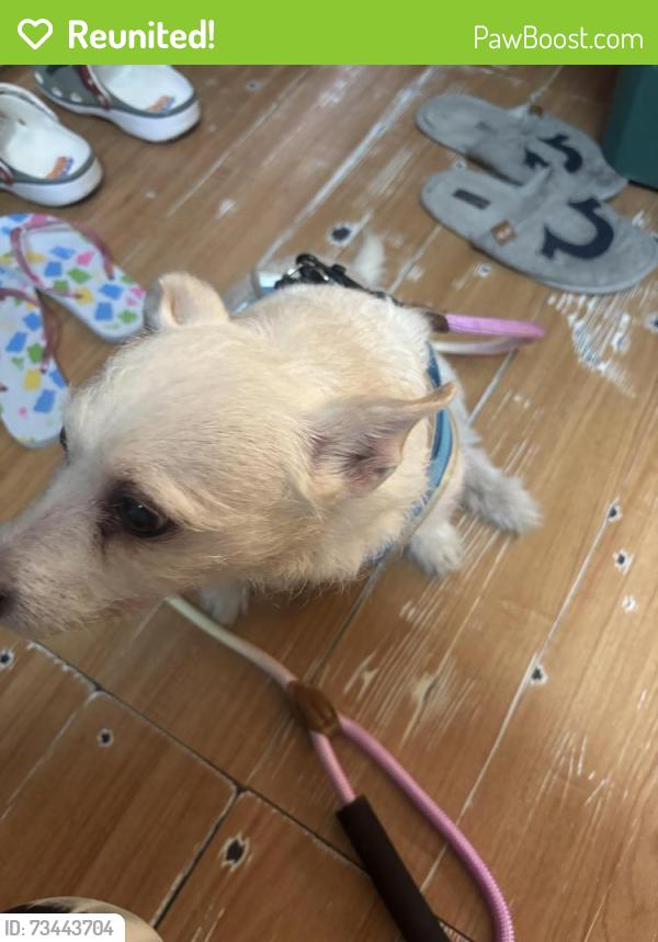 Reunited Female Dog last seen 4th and Snyder, Philadelphia, PA 19148