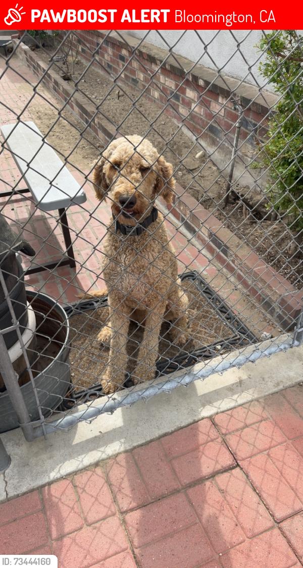 Lost Male Dog last seen Tamarind Ave and Santa Ana Ave in Bloomington Ca, Bloomington, CA 92337