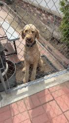 Lost Male Dog last seen Tamarind Ave and Santa Ana Ave in Bloomington Ca, Bloomington, CA 92337