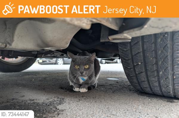 Found/Stray Female Cat last seen Duncan Smokes, Jersey City, NJ 07306