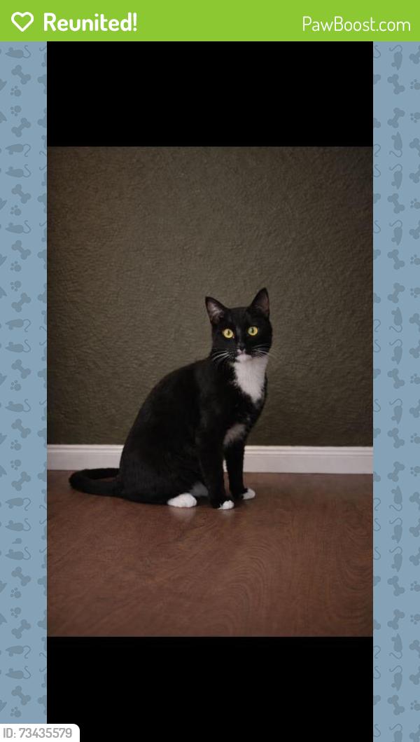 Reunited Male Cat last seen Birchleaf Ave, Downey, CA 90240