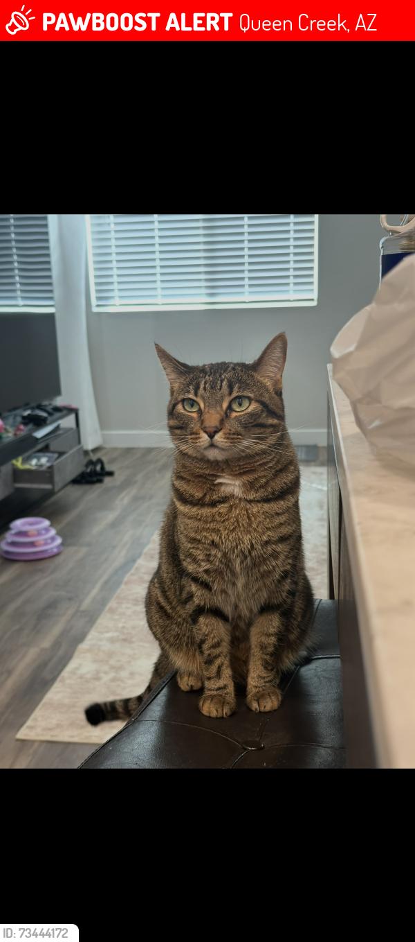 Lost Female Cat last seen Near w combs rd, Queen Creek, AZ 85140