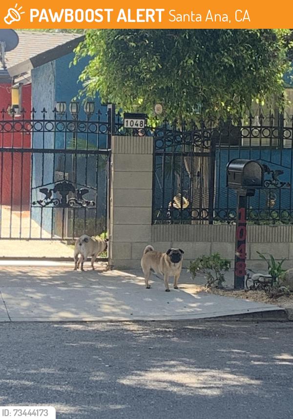 Found/Stray Male Dog last seen Chestnut and flower, Santa Ana, CA 92703