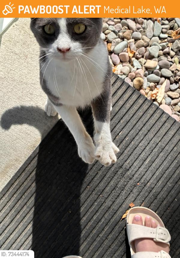 Found/Stray Male Cat last seen He keeps coming back everyday and giving me loves and to get milk, Medical Lake, WA 99022