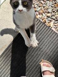 Found/Stray Male Cat last seen He keeps coming back everyday and giving me loves and to get milk, Medical Lake, WA 99022