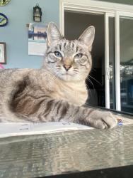 Reunited Female Cat last seen Black Knight Dr, Valrico Lake, Valrico, FL 33594