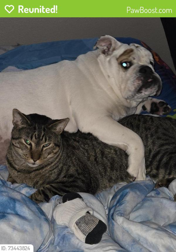 Reunited Male Cat last seen 14th and Waverly, Green Bay, WI 54304