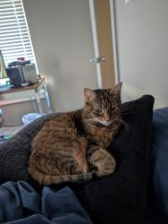 Lost Female Cat last seen Near faxon lanes, Williamsport, PA 17701