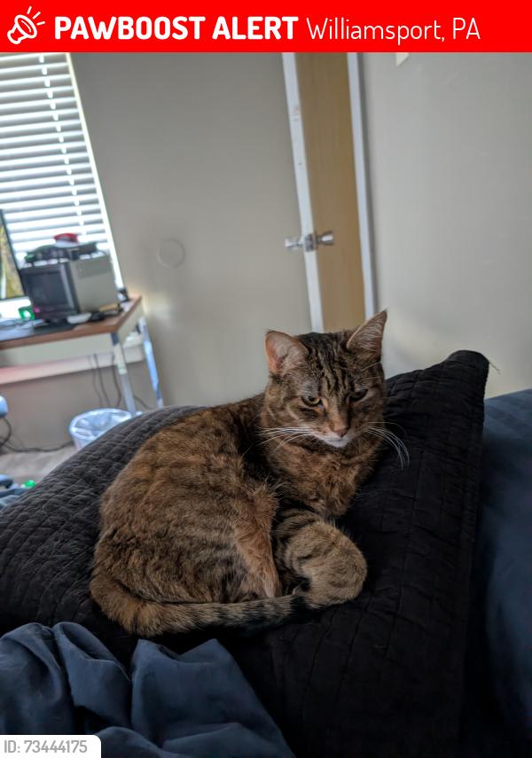 Lost Female Cat last seen Near faxon lanes, Williamsport, PA 17701