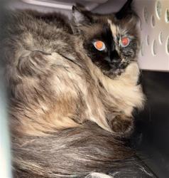 Shelter Stray Female Cat last seen NORTH AVE & MAY ST, 2127 Front St, Sacramento, CA 95818, USA