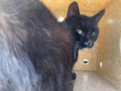 Shelter Stray Male Cat last seen TITIAN PKWY & BROOKFIELD DR, 2127 Front St, Sacramento, CA 95818, USA