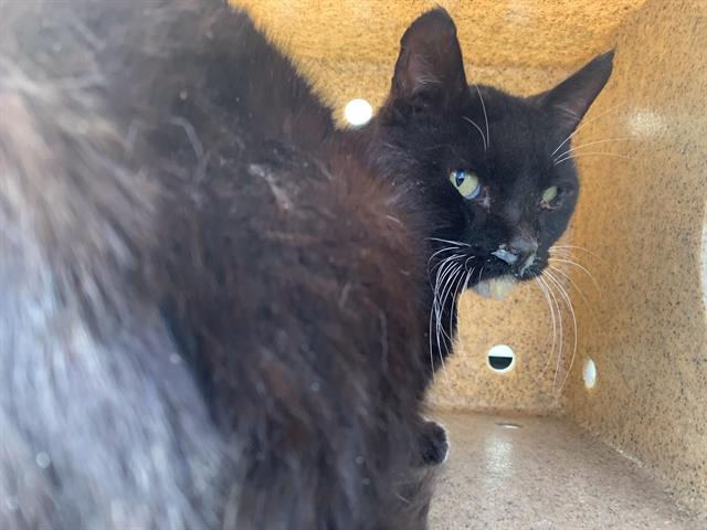 Shelter Stray Male Cat last seen TITIAN PKWY & BROOKFIELD DR, 2127 Front St, Sacramento, CA 95818, USA