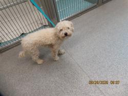 Shelter Stray Female Dog last seen Near BLOCK S 29TH AVE, 5501 E Van Buren St, Phoenix, AZ 85008, USA