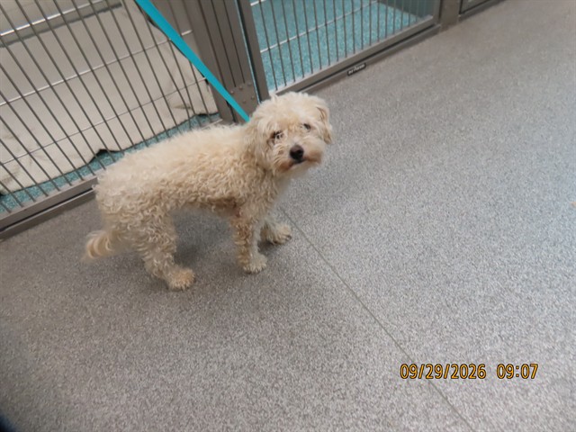 Shelter Stray Female Dog last seen Near BLOCK S 29TH AVE, 5501 E Van Buren St, Phoenix, AZ 85008, USA