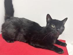 Shelter Stray Male Cat last seen MEDALLION WAY AT FRENSHAM WAY, 95826, 3839 Bradshaw Rd, Sacramento, CA 95827, USA
