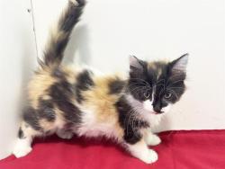 Shelter Stray Female Cat last seen HURLEY WAY/CLINTON RD, 95825, 3839 Bradshaw Rd, Sacramento, CA 95827, USA